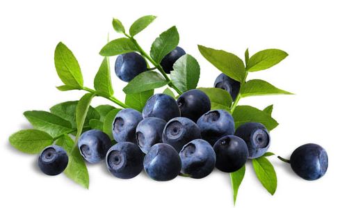 Bilberry as a home remedy for white floaters in the eye