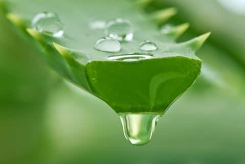 Aloe vera gel for healing cuts wounds and scabs