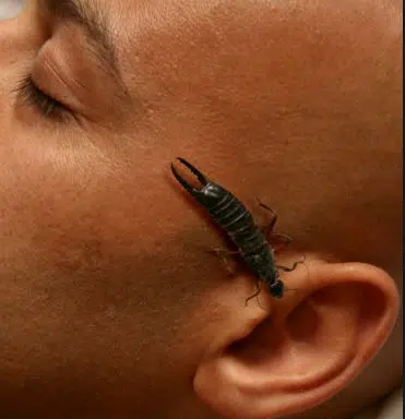 Myth - Some people believe that earwigs enter the ear and feed on the brain