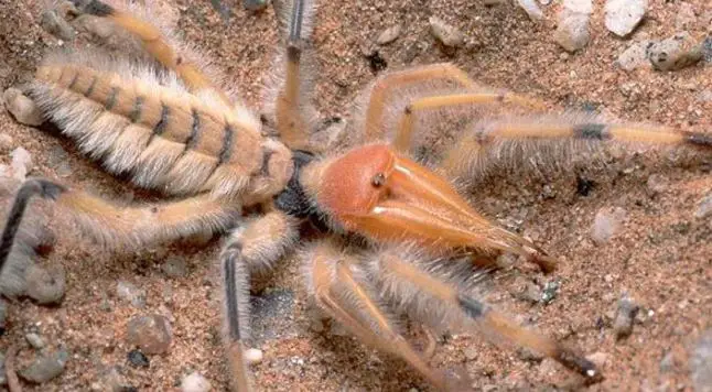 What does a camel spider look like - sun spiders