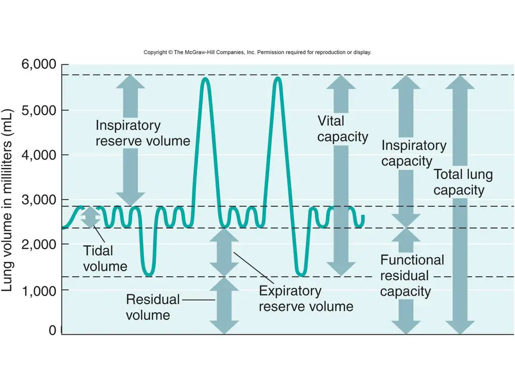 What Is Tidal Volume Of Lungs